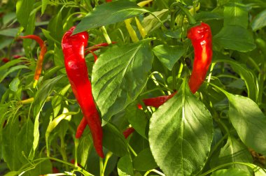 Red chilly pepper plant clipart