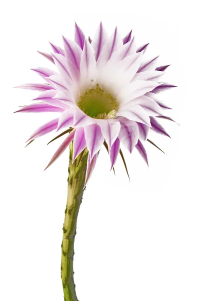 Cactus flower — Stock Photo, Image