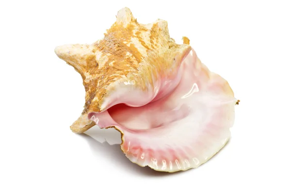 Tropical shell — Stock Photo, Image