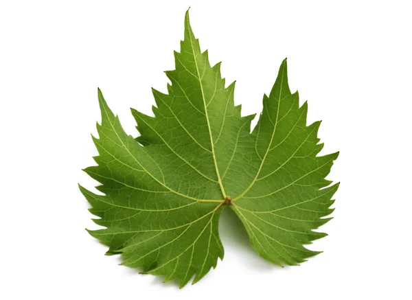 Grape Leaf — Stock Photo, Image