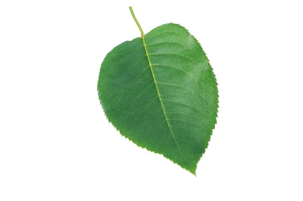 Rose Leaf — Stock Photo, Image