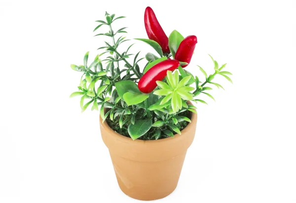 Planta de pimenta vermelha — Fotografia de Stock