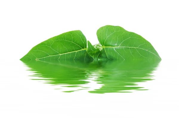 Mirabilis jalapa Leaf — Stock Photo, Image