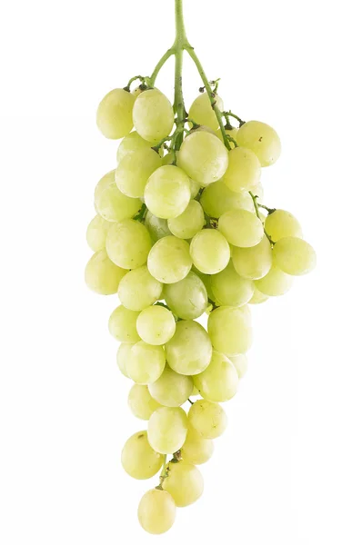 Świeże winogrona z kropli — Zdjęcie stockowe