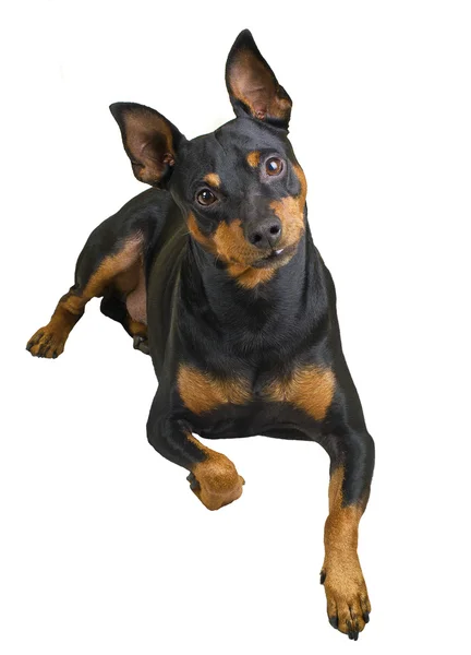 Pinscher hond — Stockfoto