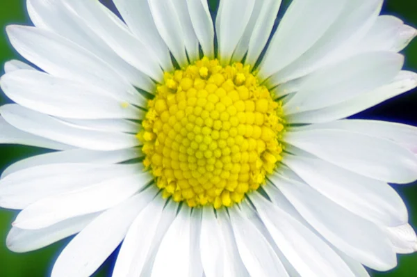 Daisy flower — Stock Photo, Image