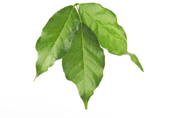 Leaf of a wisteria — Stock Photo, Image