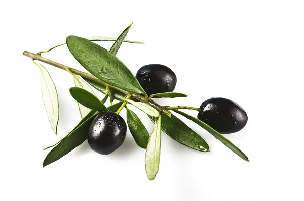 Branch with black olives — Stock Photo, Image