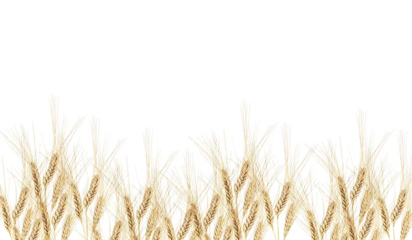 Kłosy pszenicy — Zdjęcie stockowe