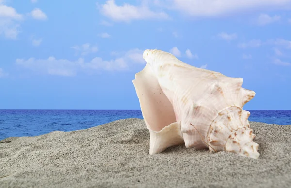 stock image Shell on the beach