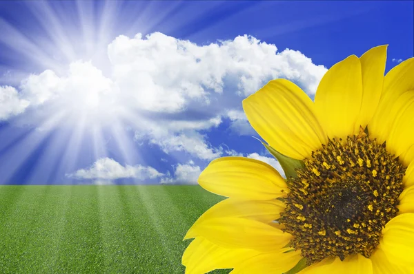 Floarea-soarelui în peisajul de vară — Fotografie, imagine de stoc