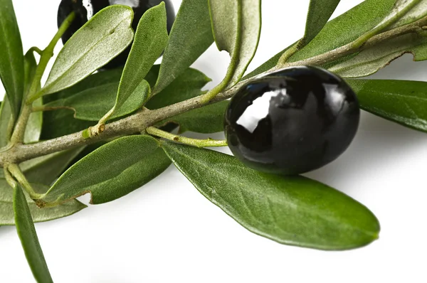 Гілка з чорними оливками — стокове фото