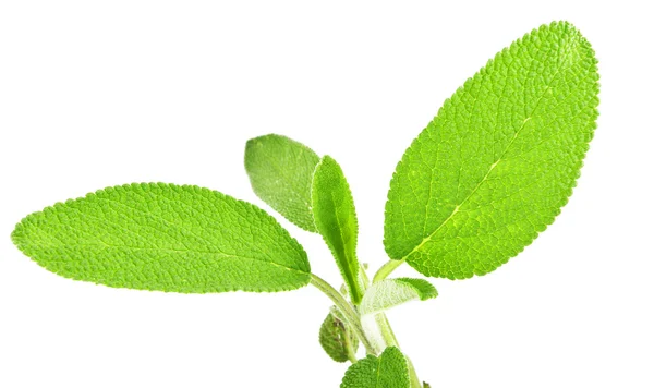 Leaves of sage — Stock Photo, Image