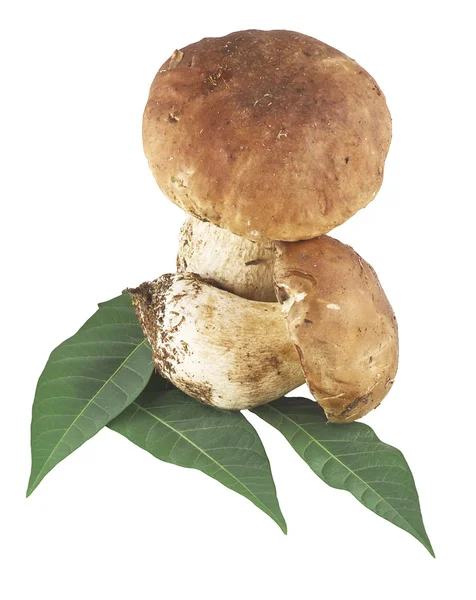 牛肝菌蓝靛牛肝菌蘑菇 — 图库照片