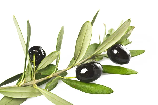 Branch with black olives — Zdjęcie stockowe