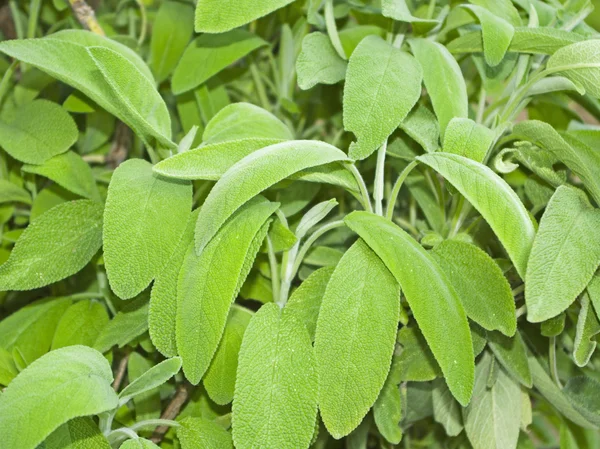 Sage in the home garden — Stock Photo, Image
