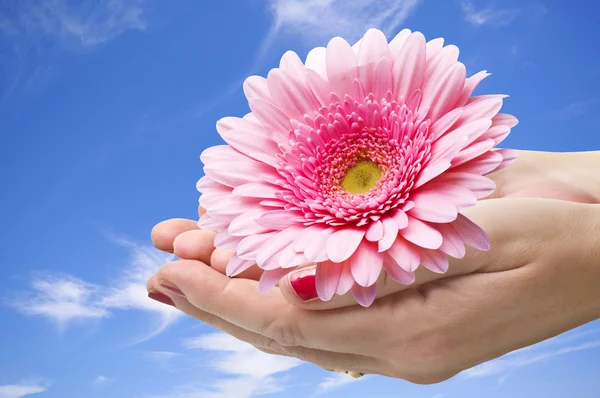 Flower in the hands — Stock Photo, Image
