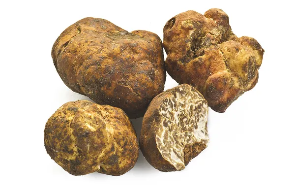 White truffle — Stock Photo, Image