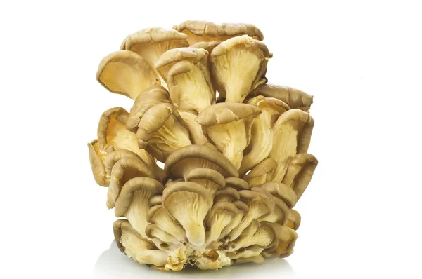 Cogumelos pleurotus — Fotografia de Stock