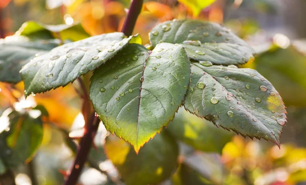 stock image Rose Leaf