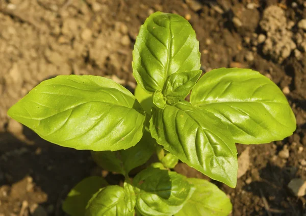 stock image Leaves of basil