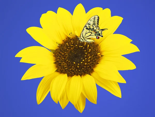 Słonecznik i motyl — Zdjęcie stockowe