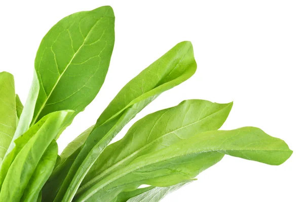 Chicory lettuce — Stock Photo, Image