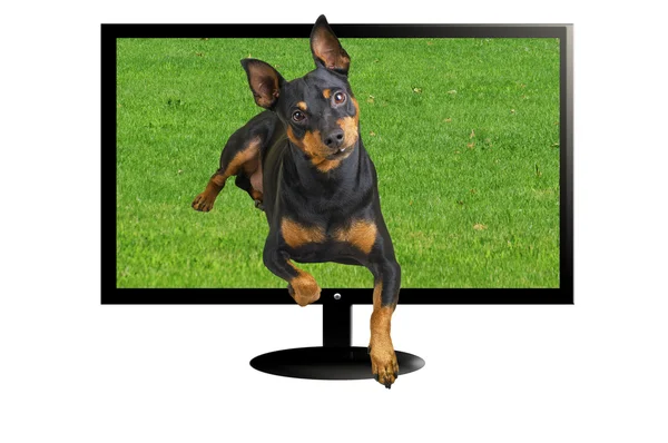 TV 3 D med hund i tre dimensjoner – stockfoto