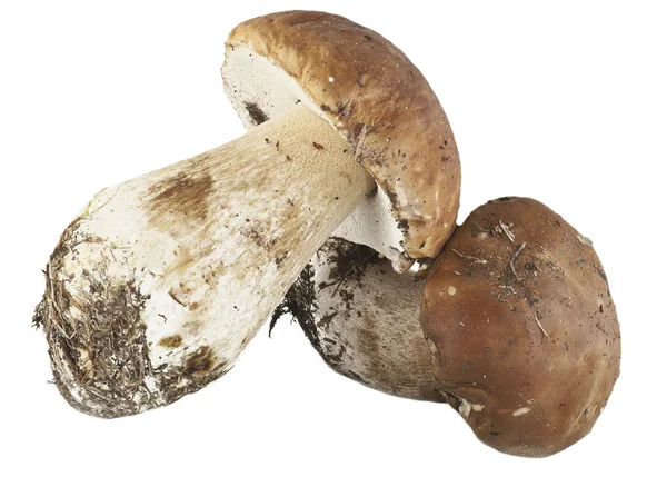 Boletus edulis porcini mushroom — Stock Photo, Image