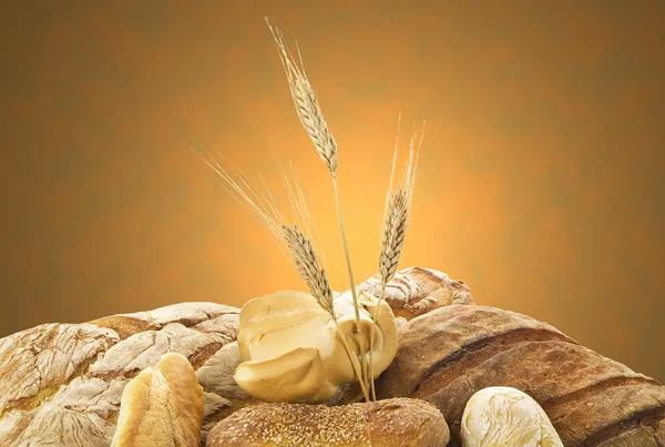 Уши кукурузы и хлеба — стоковое фото