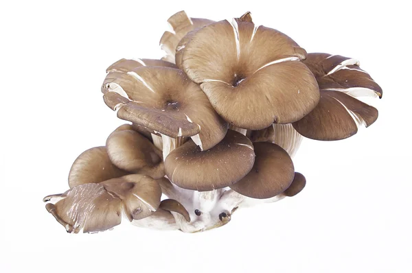 Cogumelos ostra — Fotografia de Stock