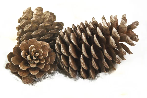 Cones e agulhas de pinheiro — Fotografia de Stock