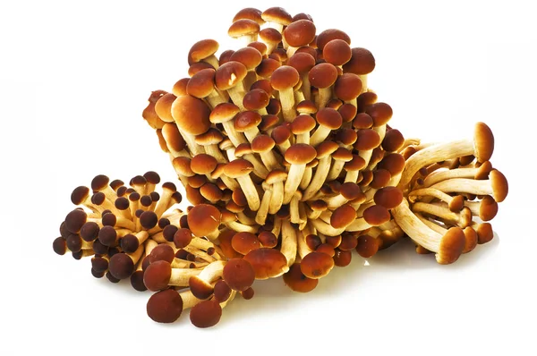 Сырые грибы Agrocybe aegerita — стоковое фото