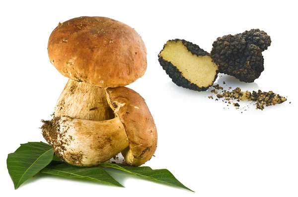 Боровик edulis белые грибы и трюфели — стоковое фото