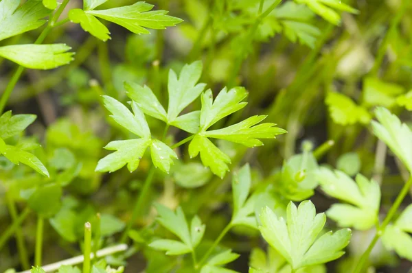 Listy zelené petrželky — Stock fotografie