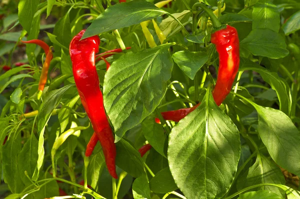 Kırmızı biber serin bitki — Stok fotoğraf