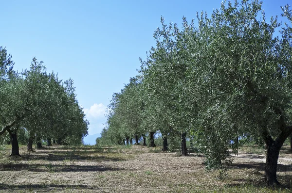 stock image The field of green olives