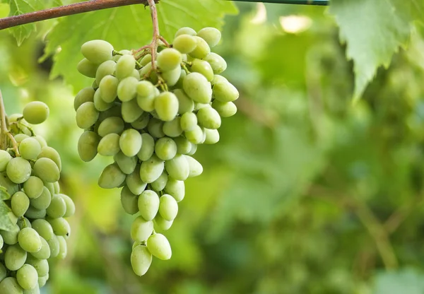 Stock image Fresh grapes with drops