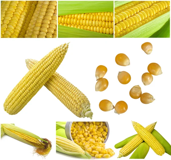 Conjunto de diferentes imágenes de maíz — Foto de Stock