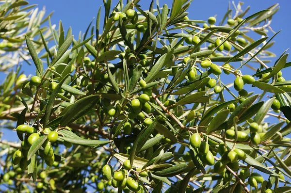 Aceitunas verdes en un árbol — Foto de Stock