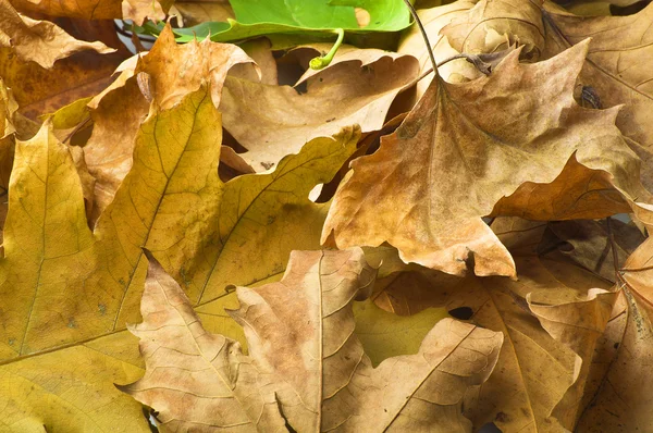 stock image Autumn leaves texture