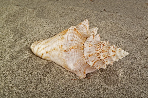 stock image Tropical shell