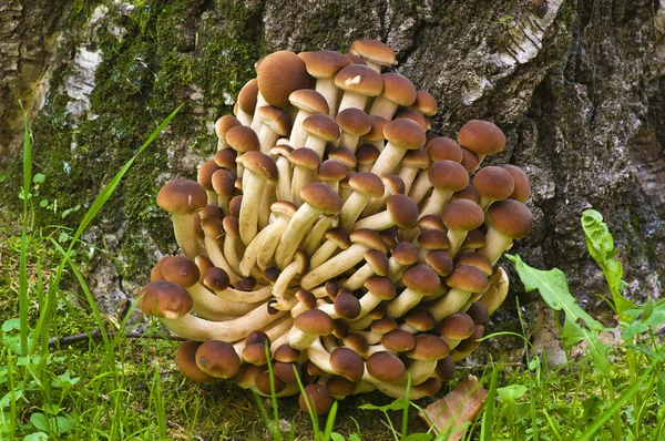 stock image Raw mushrooms Agrocybe aegerita