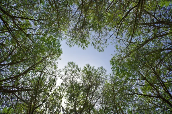 Woods of pine trees — Stock Photo, Image
