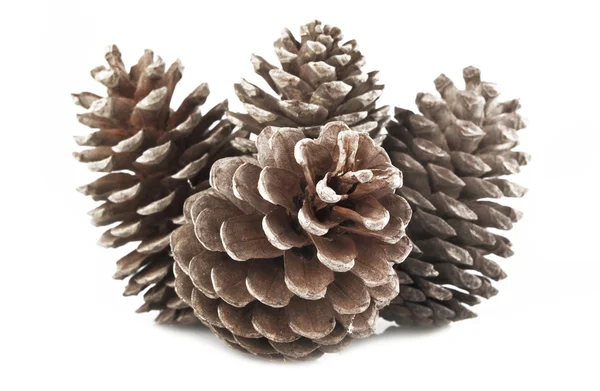 Pine Cones and Needles Royalty Free Stock Photos