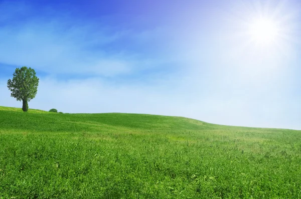 Green field and blue sky Royalty Free Stock Images