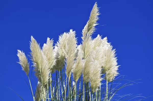 Pampas bleu Stock Photos, Royalty Free Pampas bleu Images | Depositphotos