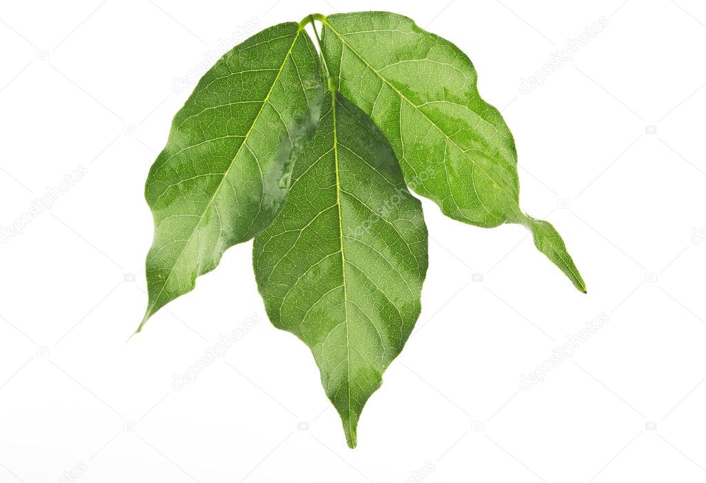 Leaf of a wisteria