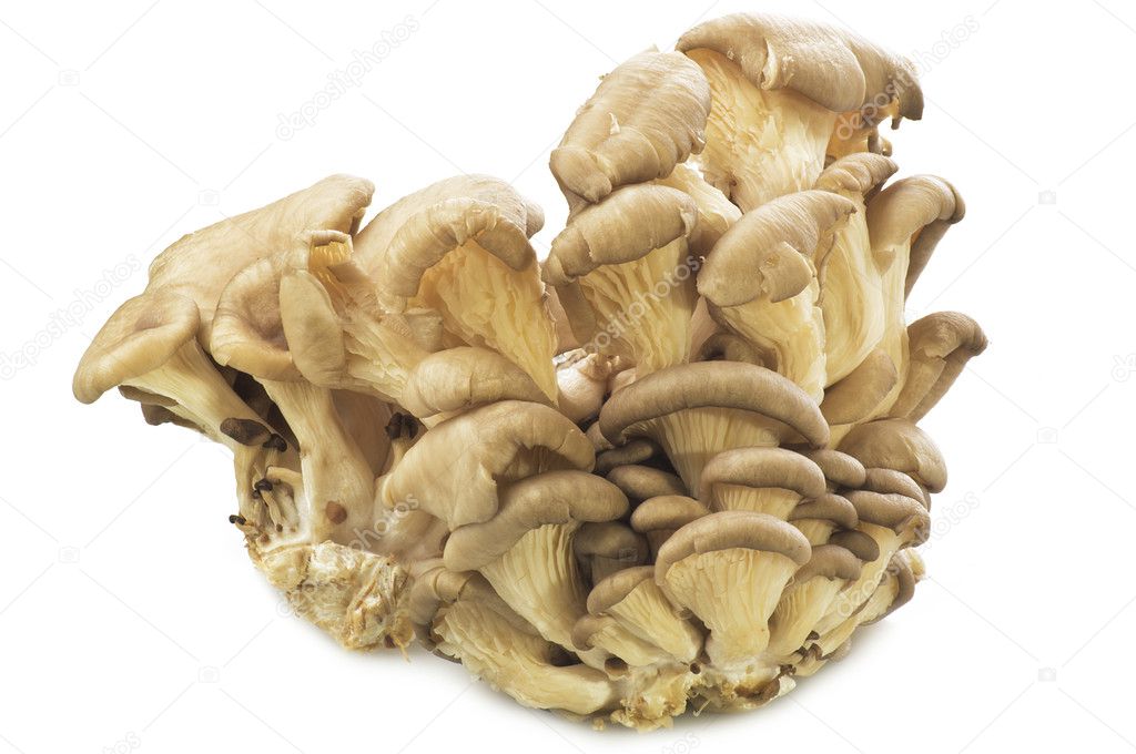 Mushrooms Pleurotus ostreatus