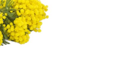 Mimosa symbol of Women's Day clipart